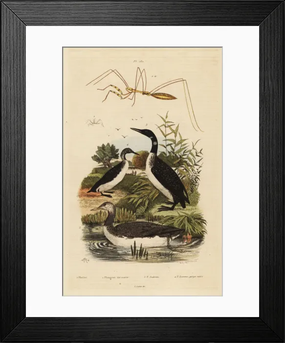 Framed Print : Loons and thread-legged bug Framed Print : Loons and thread-legged bug