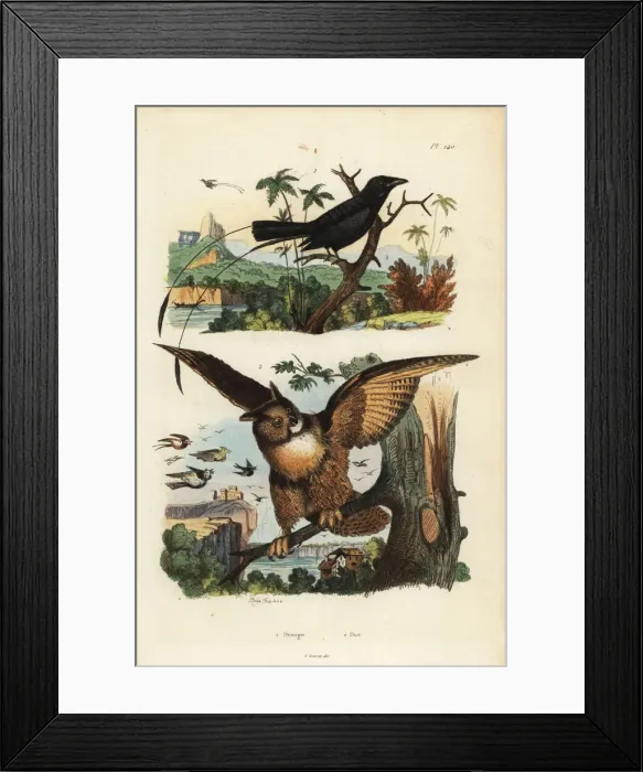 Framed Print : Lesser racket-tailed drongo, Dicrurus remifer Framed Print : Lesser racket-tailed drongo, Dicrurus remifer