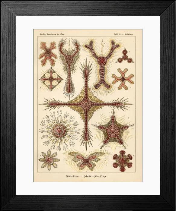Framed Print : Radiolaria species Framed Print : Radiolaria species