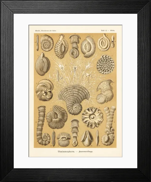 Framed Print : Foraminifera, marine creeping protozoa Framed Print : Foraminifera, marine creeping protozoa