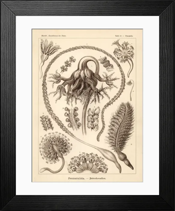 Framed Print : Pennatulacea sea pen corals Framed Print : Pennatulacea sea pen corals