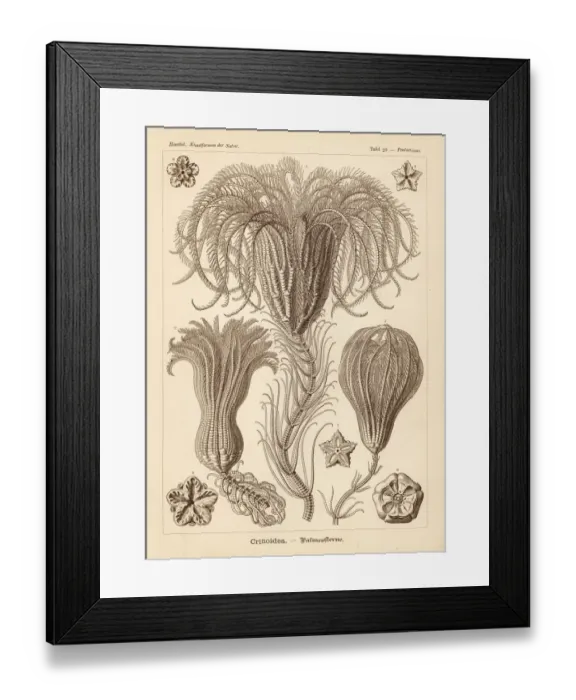 Framed Print : Crinoidea sea lilies Framed Print : Crinoidea sea lilies