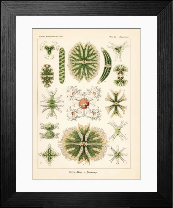 Framed Print : Desmidiaceae algae species Framed Print : Desmidiaceae algae species