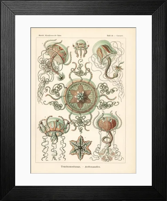Framed Print : Trachymedusae jellyfish: Geryonia proboscidalis