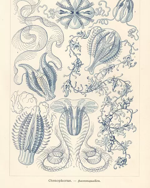 Ctenophora or comb jellies