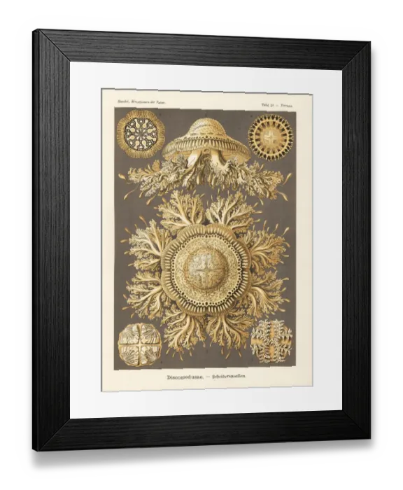 Framed Print : Discomedusae jellyfish Framed Print : Discomedusae jellyfish