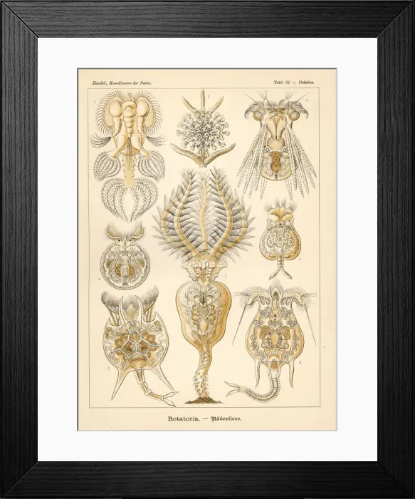 Framed Print : Rotatoria protozoa species Framed Print : Rotatoria protozoa species