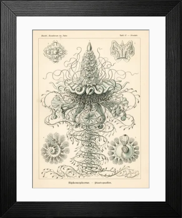 Framed Print : Siphonophora jellyfish colony