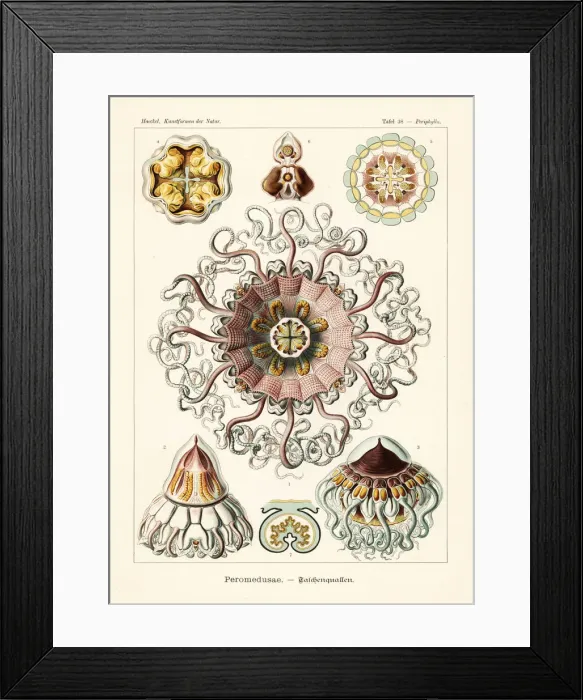 Framed Print : Merchant cap jellyfish, Periphylla periphylla Framed Print : Merchant cap jellyfish, Periphylla periphylla