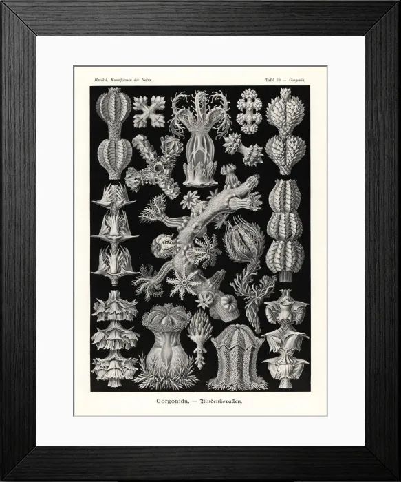 Framed Print : Gorgonia soft coral seafans Framed Print : Gorgonia soft coral seafans