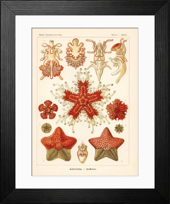 Framed Print : Asteriidae starfish Framed Print : Asteriidae starfish