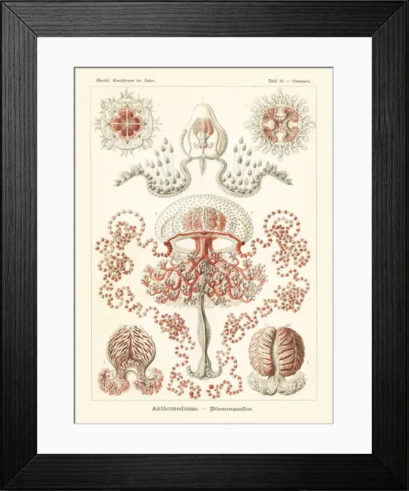 Framed Print : Anthomedusae plantonic medusa Framed Print : Anthomedusae plantonic medusa