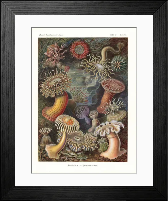 Framed Print : Actiniae or sea anenomes Framed Print : Actiniae or sea anenomes