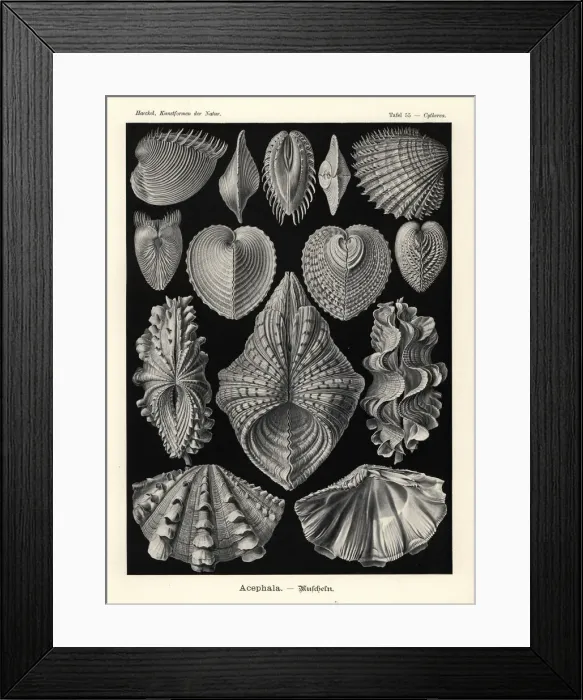 Framed Print : Bivalvia clam shells Framed Print : Bivalvia clam shells