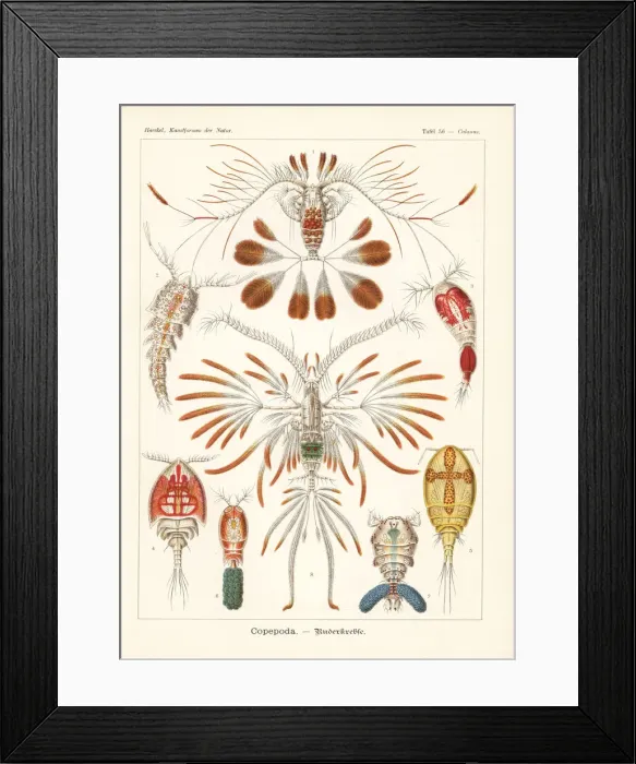 Framed Print : Copepod crustaceans Framed Print : Copepod crustaceans