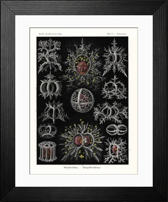 Framed Print : Stephoidea radiolaria or radiozoa Framed Print : Stephoidea radiolaria or radiozoa