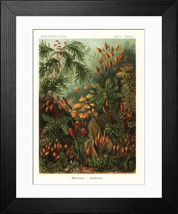Framed Print : Bryophyta mosses Framed Print : Bryophyta mosses