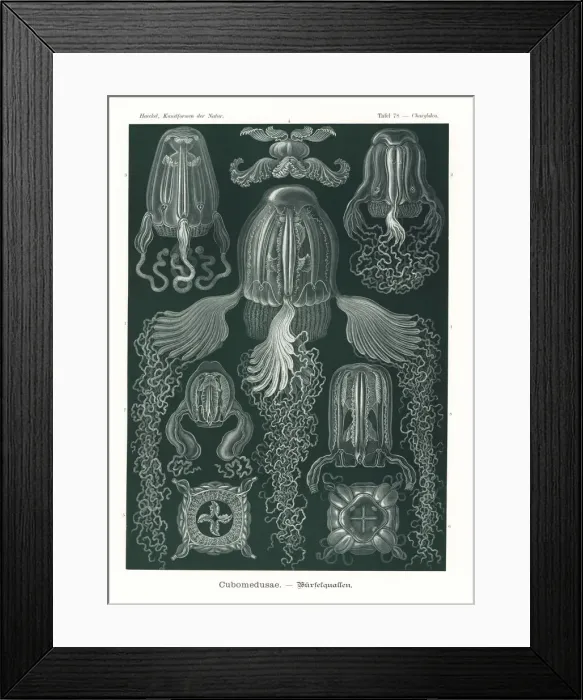 Framed Print : Cubomedusae or box jellyfish Framed Print : Cubomedusae or box jellyfish