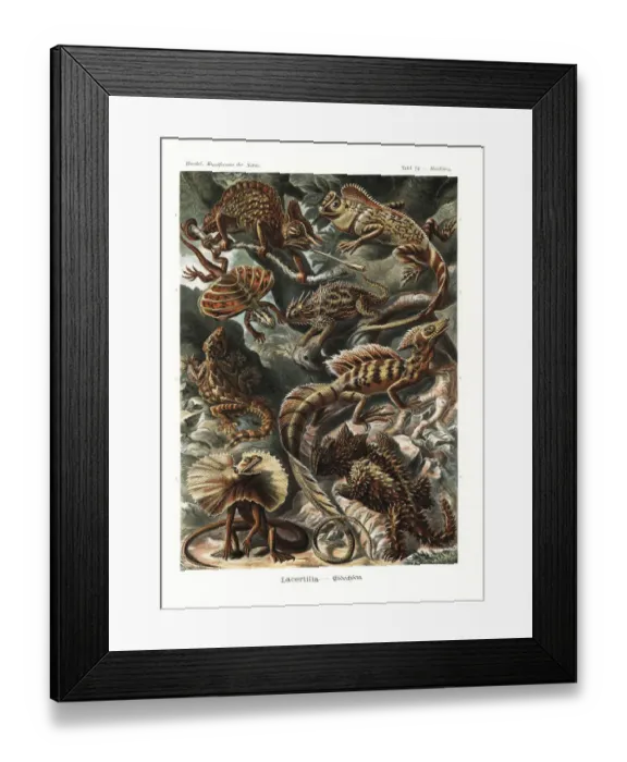 Framed Print : Lacertilia lizards and chameleons Framed Print : Lacertilia lizards and chameleons