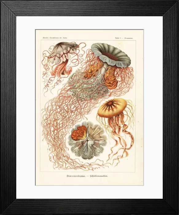 Framed Print : Discomedusae jellyfish species Framed Print : Discomedusae jellyfish species