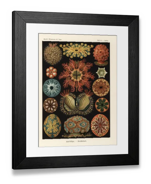 Framed Print : Ascidiae or sea squirts Framed Print : Ascidiae or sea squirts