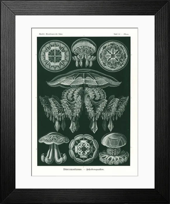 Framed Print : Discomedusae jellyfish Framed Print : Discomedusae jellyfish
