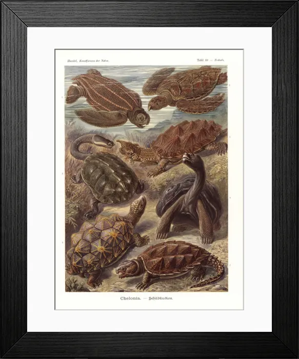 Framed Print : Chelonia turtles and tortoises Framed Print : Chelonia turtles and tortoises
