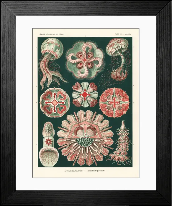 Framed Print : Discomedusae jellyfish species Framed Print : Discomedusae jellyfish species