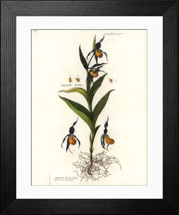 Framed Print : Ladys slipper orchid, Cypripedium calceolus Framed Print : Ladys slipper orchid, Cypripedium calceolus