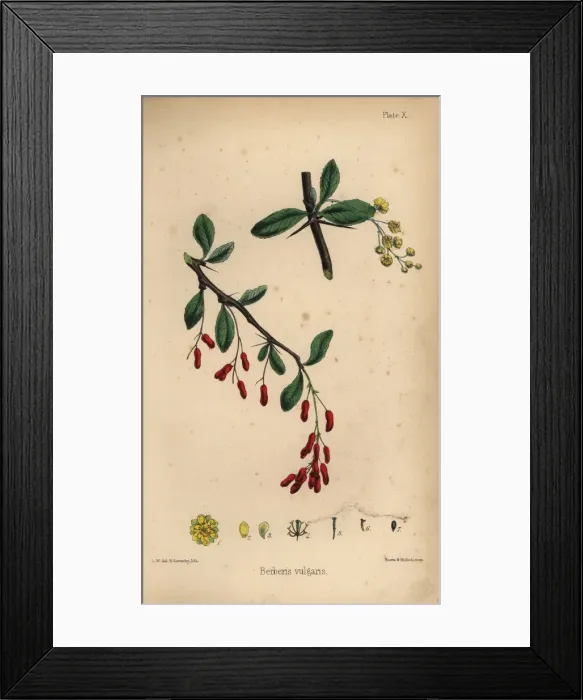 Framed Print : Barberry, Berberis vulgaris Framed Print : Barberry, Berberis vulgaris