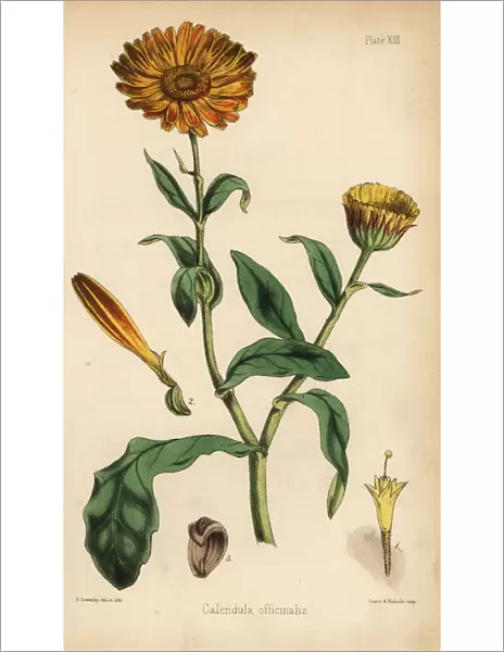 Marigold, Calendula officinalis