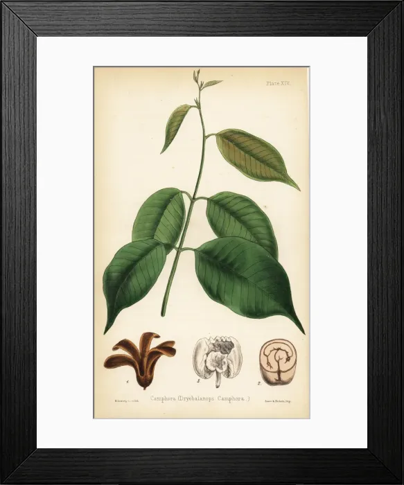 Framed Print : Camphora or camphor tree, Dryobalanops aromatica Framed Print : Camphora or camphor tree, Dryobalanops aromatica