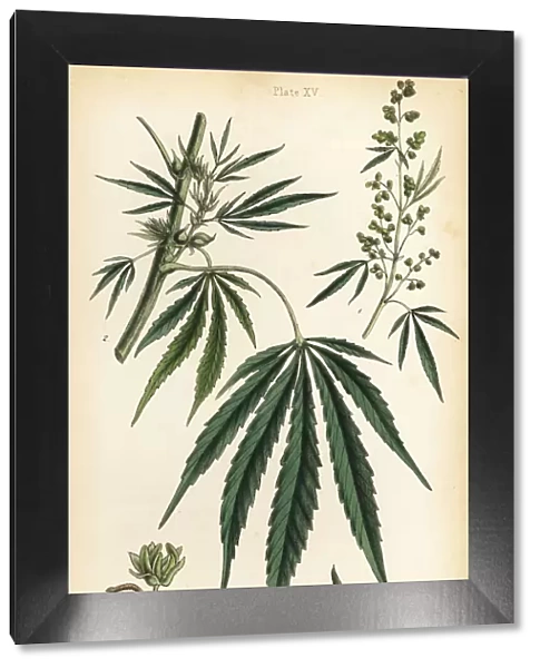 Hemp or marijuana, Cannabis sativa