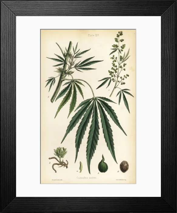 Framed Print : Hemp or marijuana, Cannabis sativa Framed Print : Hemp or marijuana, Cannabis sativa