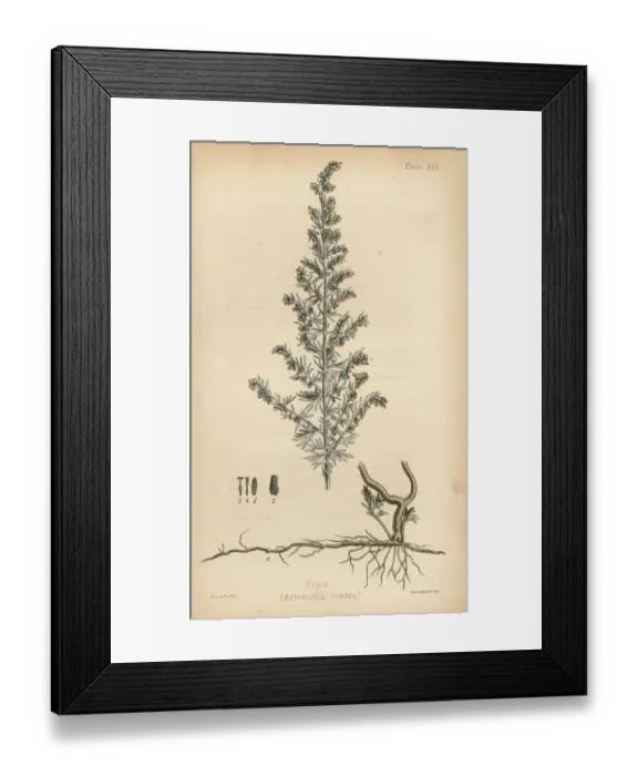 Framed Print : Cina or santonica, Artemisia santonica (Artemisia contra) Framed Print : Cina or santonica, Artemisia santonica (Artemisia contra)