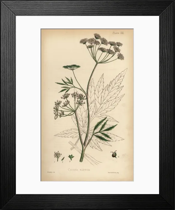 Framed Print : Cowbane or water hemlock, Cicuta virosa Framed Print : Cowbane or water hemlock, Cicuta virosa