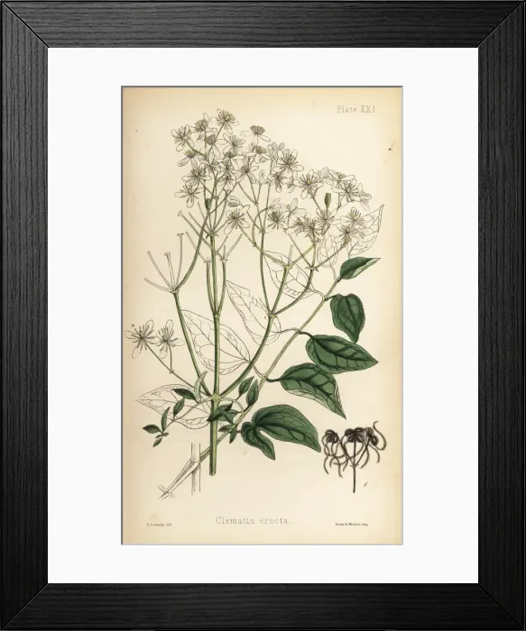 Framed Print : Upright virgins bower, Clematis recta Framed Print : Upright virgins bower, Clematis recta