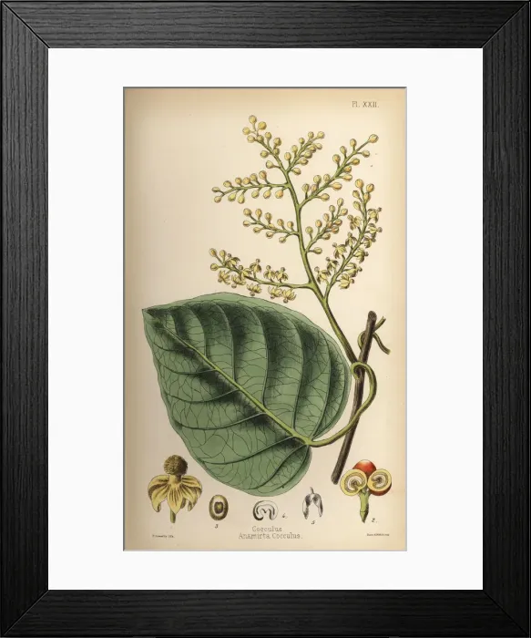 Framed Print : Indian berry or cocculus, Anamirta cocculus Framed Print : Indian berry or cocculus, Anamirta cocculus