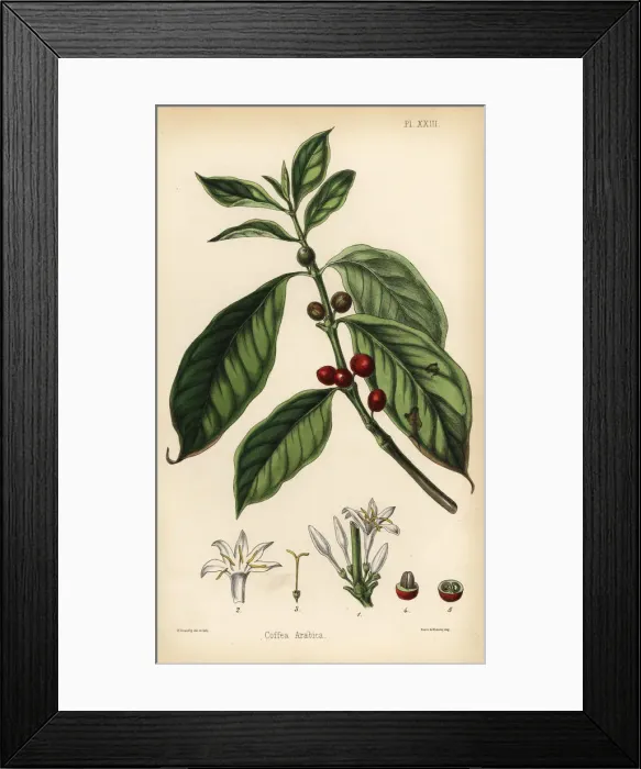 Framed Print : Coffee plant, Coffea arabica Framed Print : Coffee plant, Coffea arabica