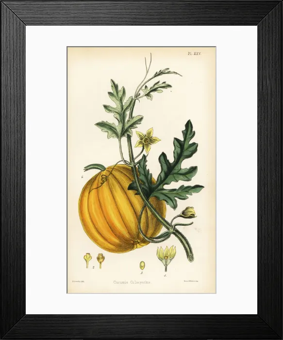 Framed Print : Bitter cucumber or colocynth, Citrullus colocynthis Framed Print : Bitter cucumber or colocynth, Citrullus colocynthis