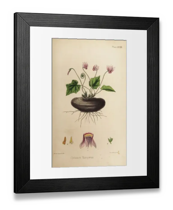 Framed Print : Sow-bread, Cyclamen purpurascens Framed Print : Sow-bread, Cyclamen purpurascens