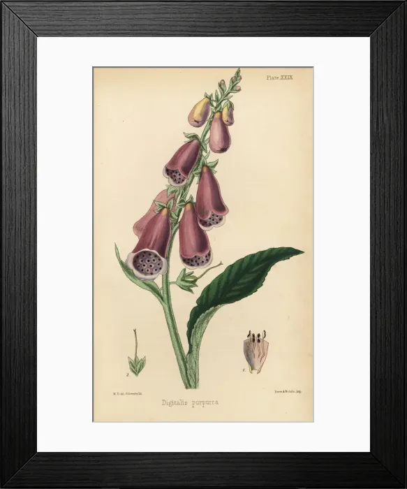Framed Print : Purple foxglove, Digitalis purpurea Framed Print : Purple foxglove, Digitalis purpurea
