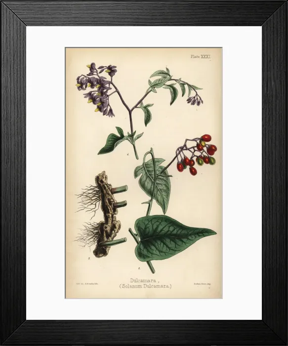 Framed Print : Woody nightshade or bittersweet, Solanum dulcamara Framed Print : Woody nightshade or bittersweet, Solanum dulcamara