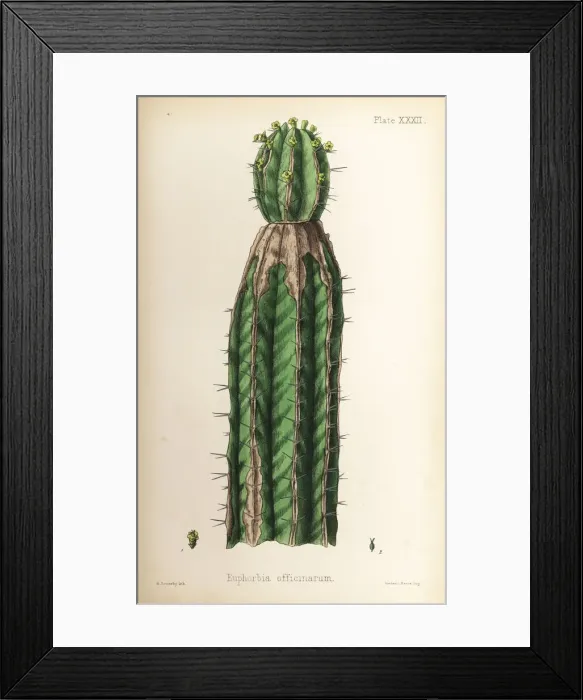 Framed Print : Spurge, Euphorbia officinarum Framed Print : Spurge, Euphorbia officinarum