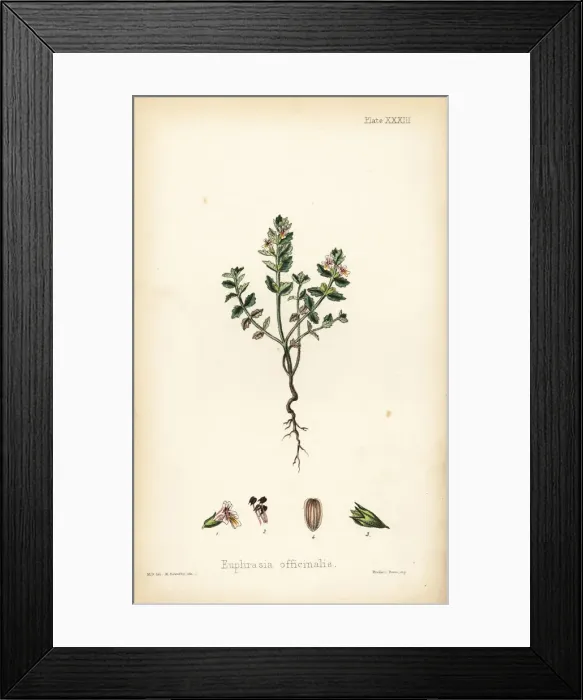 Framed Print : Eyebright, Euphrasia officinalis Framed Print : Eyebright, Euphrasia officinalis