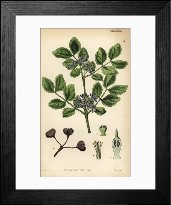 Framed Print : Roughbark lignum-vitae or guaiacwood, Guaiacum Framed Print : Roughbark lignum-vitae or guaiacwood, Guaiacum