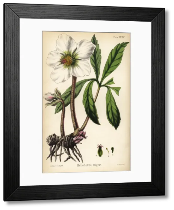 Framed Print : Christmas rose or black hellebore. Helleborus niger Framed Print : Christmas rose or black hellebore. Helleborus niger