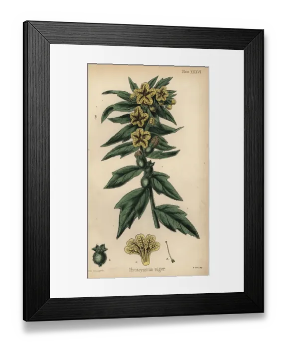Framed Print : Black henbane or stinking nightshade, Hyoscyamus niger Framed Print : Black henbane or stinking nightshade, Hyoscyamus niger