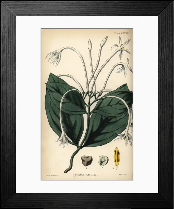 Framed Print : St. Ignatius bean, Strychnos ignatii Framed Print : St. Ignatius bean, Strychnos ignatii