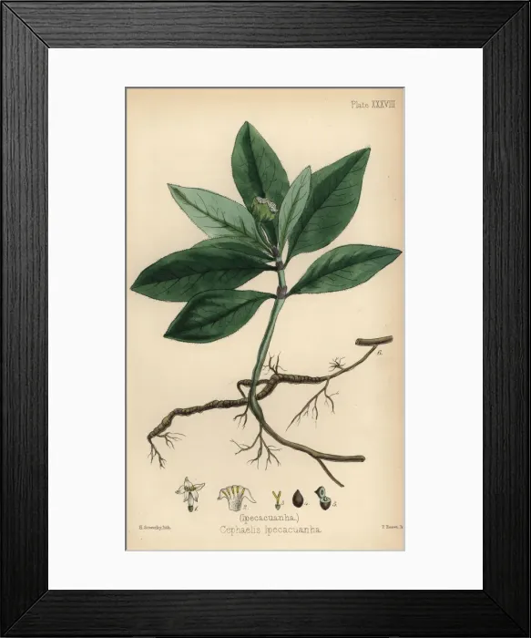 Framed Print : Ipecacuanha, Carapichea ipecacuanha Framed Print : Ipecacuanha, Carapichea ipecacuanha